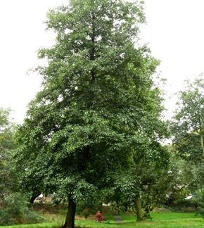 Alnus cordata