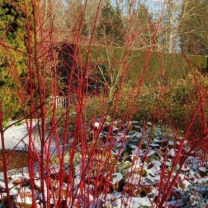 Cornus alba sibirica - Image 2