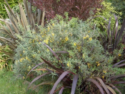 Sophora molloyii 'Dragons Gold' - Image 2