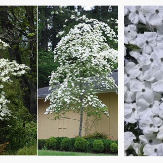 Cornus Eddies White Wonder