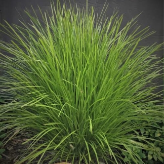 Lomandra Lime Tuff