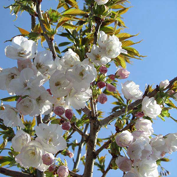 Prunus Shirotae - Image 3