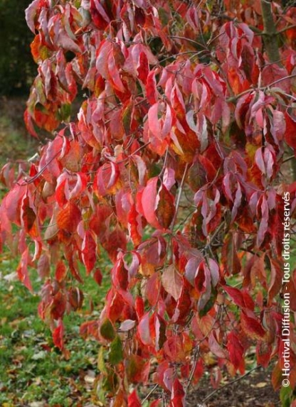 Cornus Eddies White Wonder - Image 2