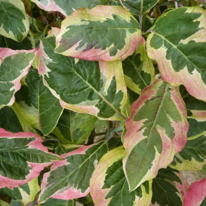 Cornus florida Cherokee Daybreak - Image 2
