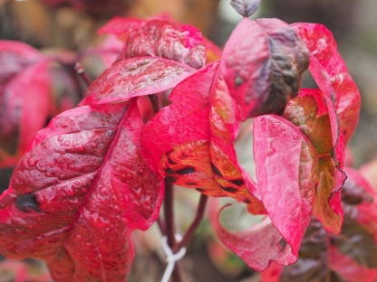 Cornus florida Cherokee Daybreak - Image 4