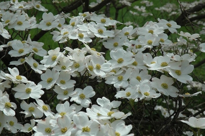 Cornus florida Cherokee Daybreak - Image 3