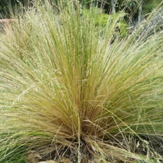 Poa Cita – Pioneer Nursery