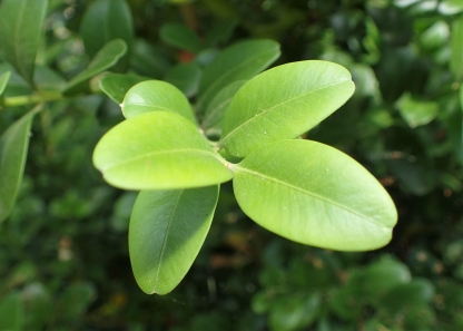 Buxus Balearica - Image 2