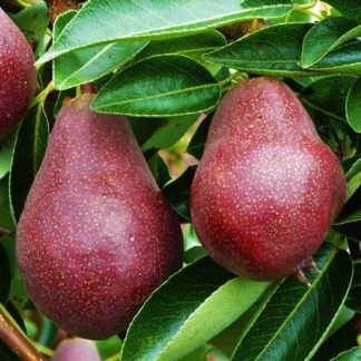 Pear Red Bartlett