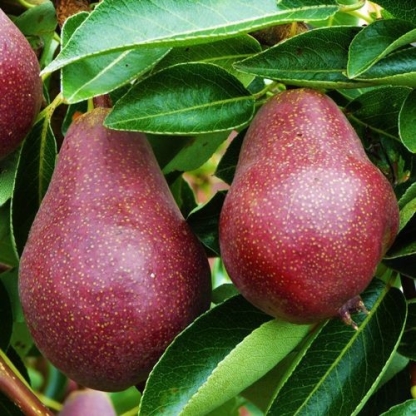 Pear Red Bartlett
