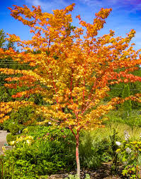 Acer palmatum Senkaiki