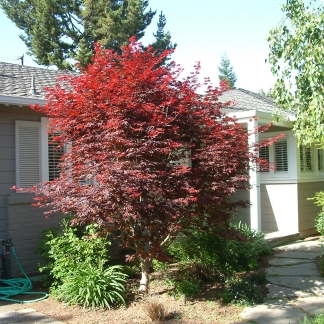 Acer palmatum Bloodgood