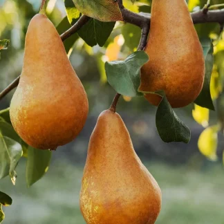 Pear Beurre Bosc