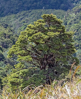 Fuscospora menziesii