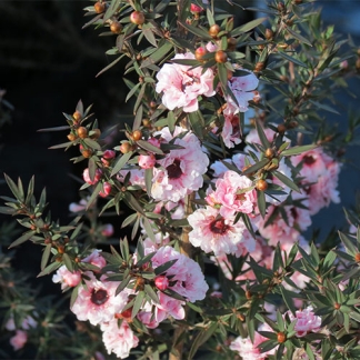 Leptospermum Blossom